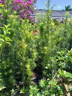 Podocarpus privacy hedges on sale now