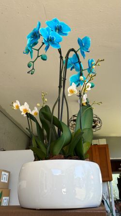 Orquideas