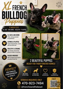 XL Frenchies black boy merle girl