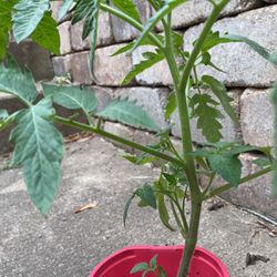 Tomato Plants, Better Boy