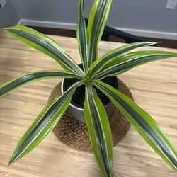 Dracaena