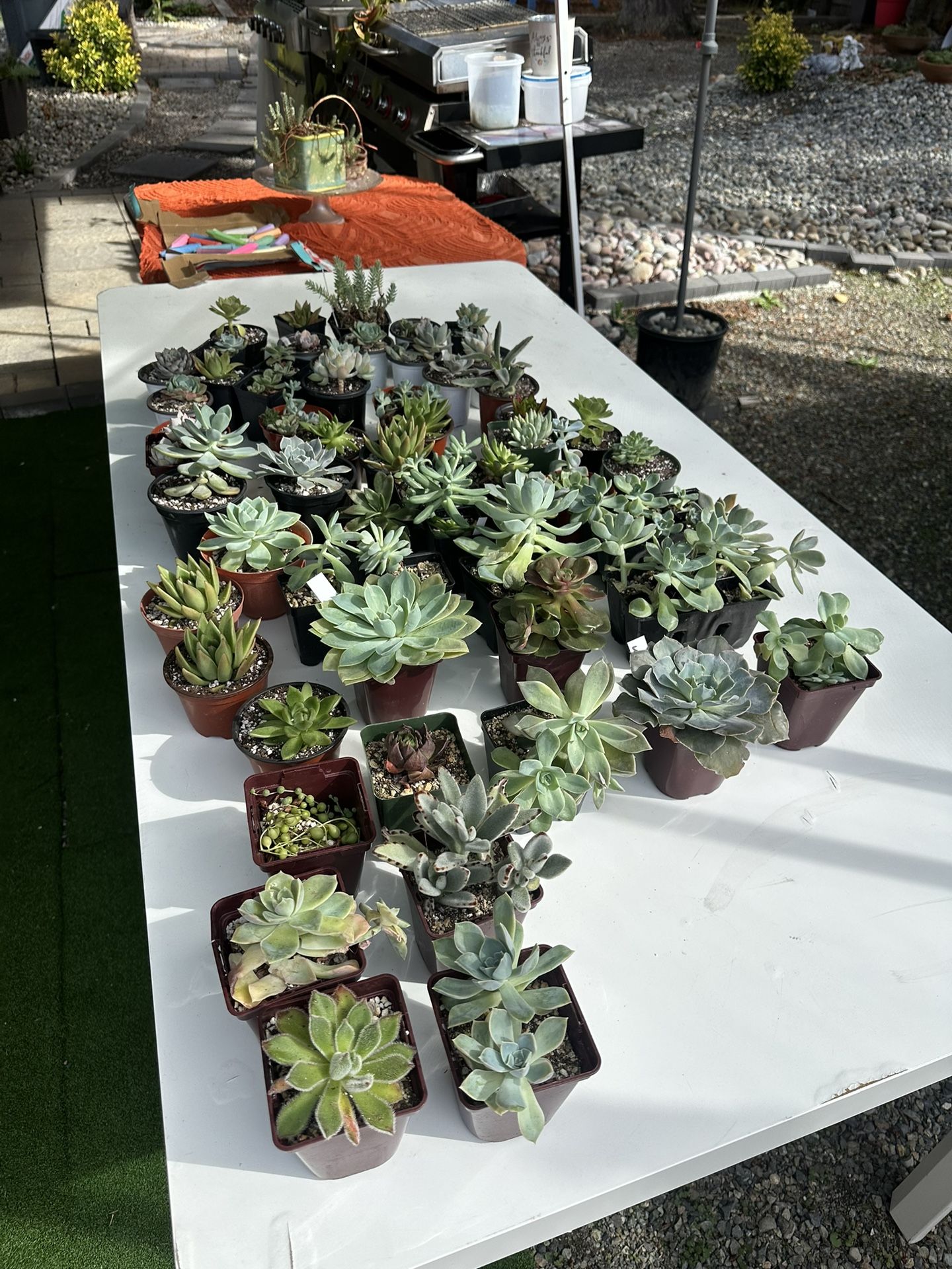 Succulents
