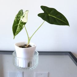 Alocasia Frydek Variegated
