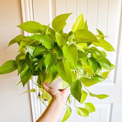 Neon Pothos CUTTINGS