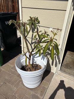 Plumeria plant