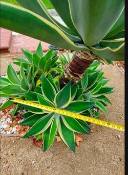 Ray of Light Agave Suculent Plants Have about 20 plants in different sizes