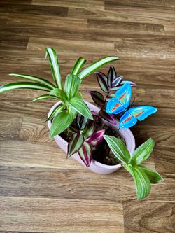 Soil-free indoor plant arrangement!