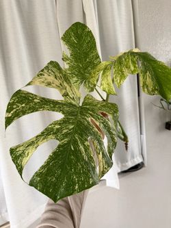 White monster monstera cutting