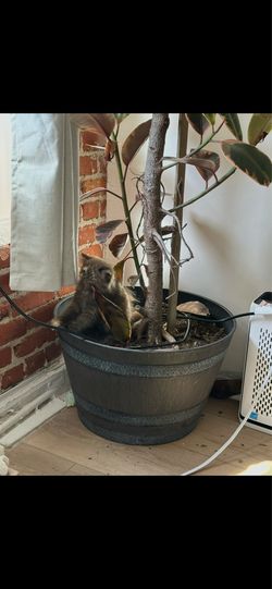 Gigantic tree planter