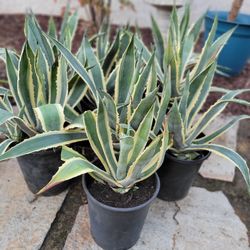 Variegated Americana Agave For Sale In 5 Gallon Containers $20 Each