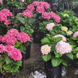 Small Hydrangeas 
