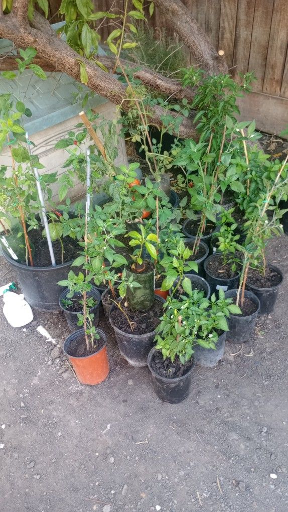 Diferentes Plantas De Chile