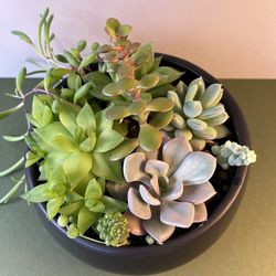 Succulent Collection. Sammamish, Beaver Lake 