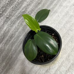 Indoor Live Plant