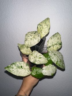 Alocasia Odora Batik