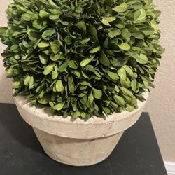 Boxwood Potted