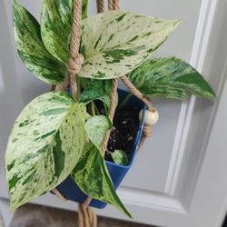 Cute Marble Pothos With Plant Hanger