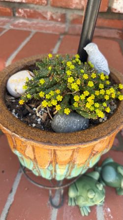 Succulent