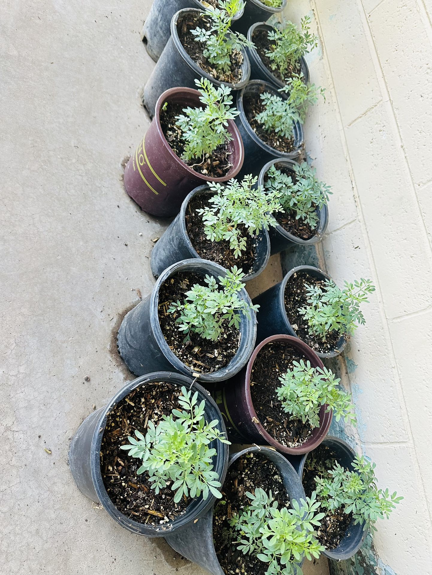 RUDA ROSEMARY ALBAHACA AND MINT YERBABUENA PLANTS READY FOR TRASPLANTAR 