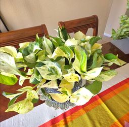 💎🌿 Mammoth Pothos  🌿💎