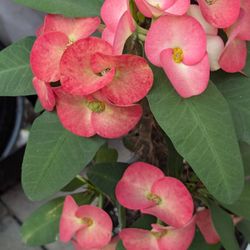 Bonita Corona De Cristo 