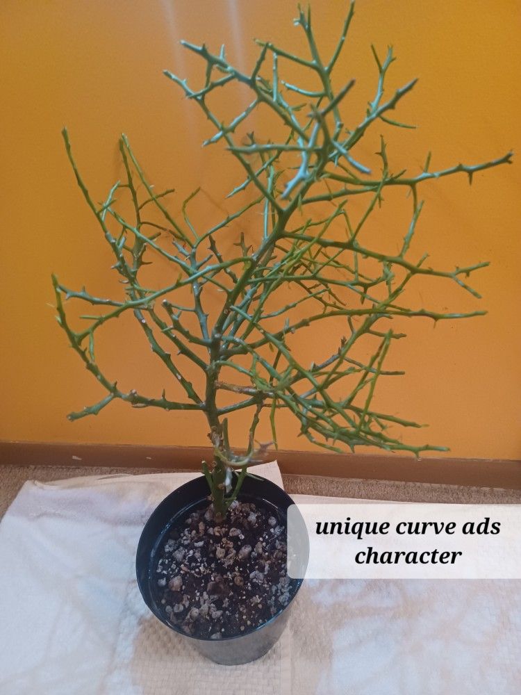 succulent Cactus look Not PICKY at all Euphoria