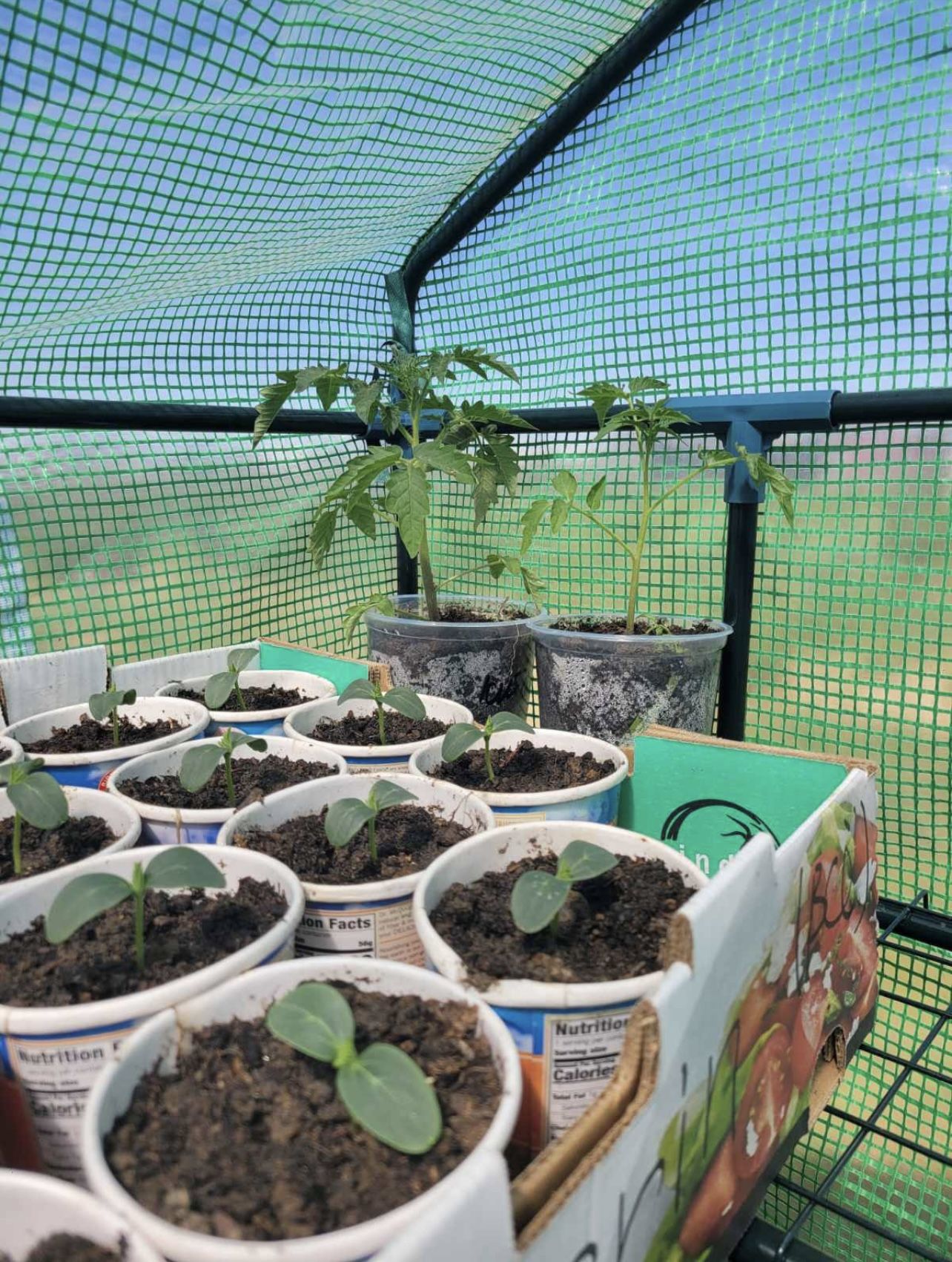 Cucumber Plants