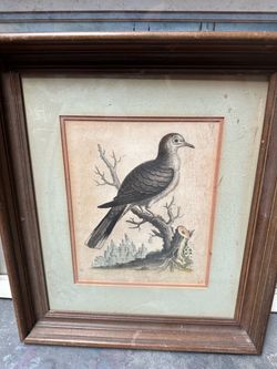 Antique Bird Engraving Print in Wood Frame