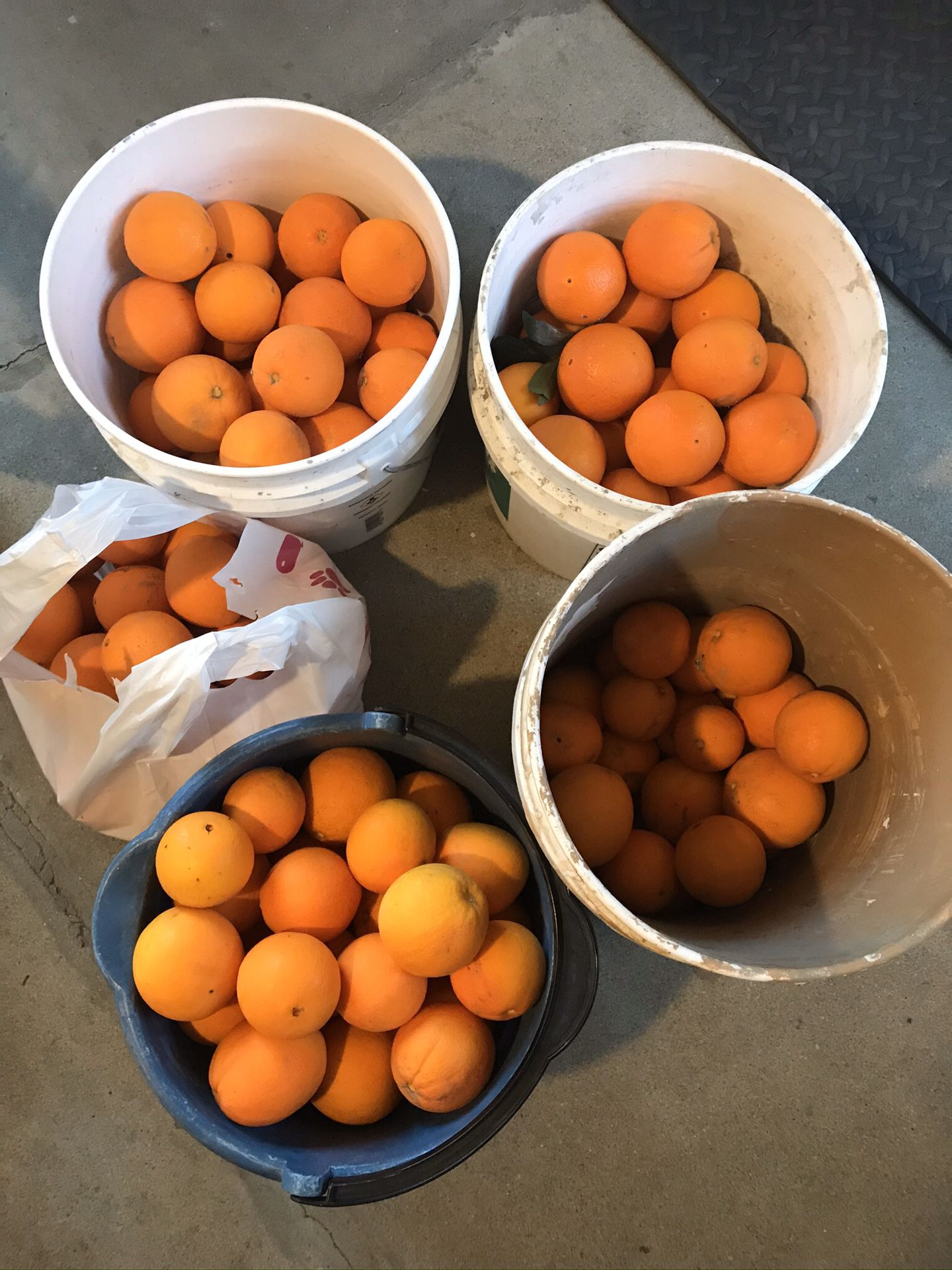 Organic Oranges