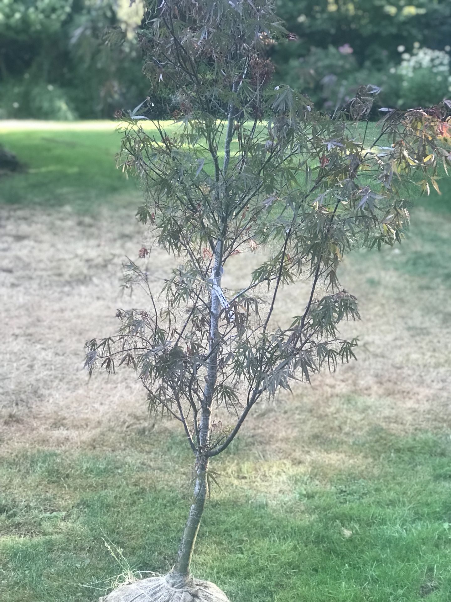 HUBBS RED WILLOW Japanese maple tree