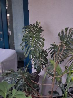 Very large Thai con monstera
