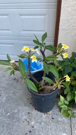 Plumarias plant