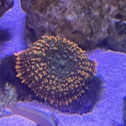 Reef Tank Decor