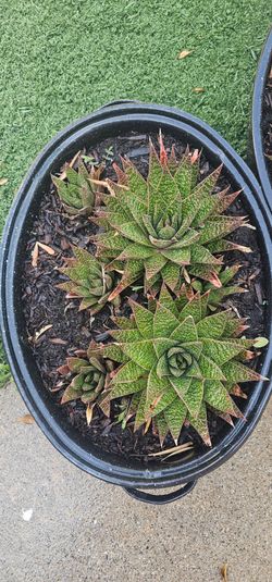 Cactus Succulents in pot. $8.00 for 1 pot or $10.00 for 2 pots together