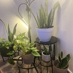 Indoor House Plants !!!huge Sale 