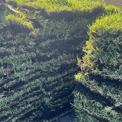 St Augustine Sod - Pallet
