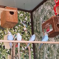 Small Cage For Small Bird For Sale