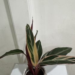 Calathea Tri Color