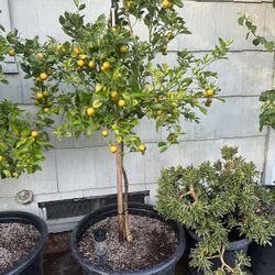 Kumquat Plant For Sale