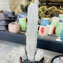 Euphorbia Abdelkuri Cluster Imported