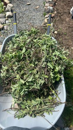 Mint/ Yerba Buena/ Menta