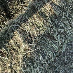 Alfalfa /Grass Mix Hay 