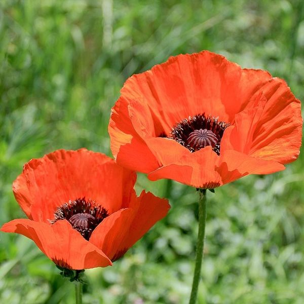 Oriental Poppy Brilliant Red Seeds (50 count) for Sale in WA
