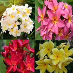 Plumeria Plants 3ft Tall Diferentes Colores De Flor