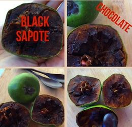 Black Sapote (Chocolate Pudding Fruit Trees)