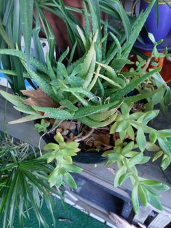 Aloe 
