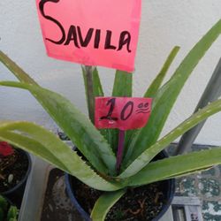 Sabila