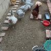 ChickEns