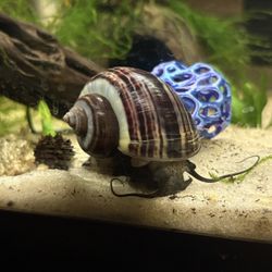 Mystery Snails