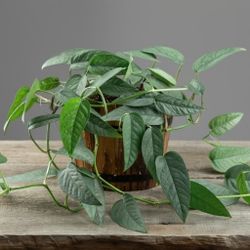 Lush Trailing Cebu Blue Pothos Money Plant/. Indoor Plant/ House plant  Flower Patio Garden 